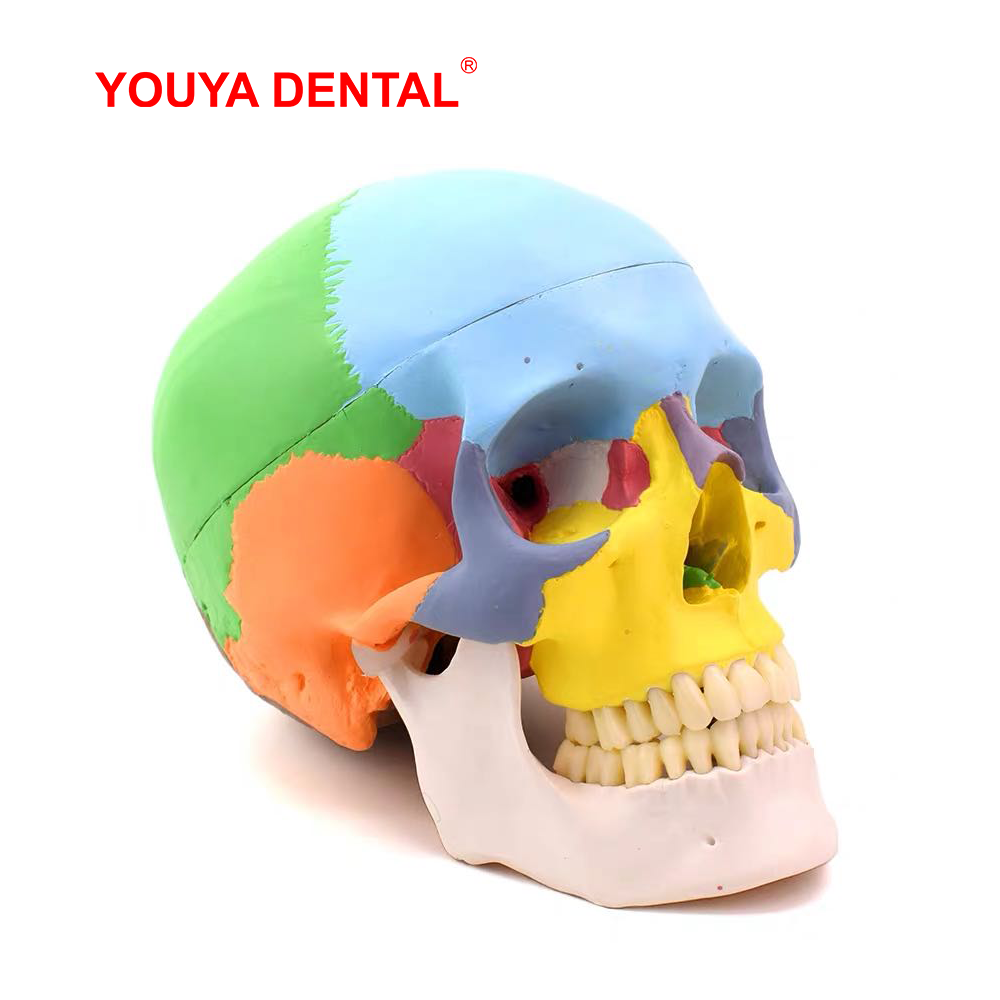 3D Printing Orthodontics - Model anatomiczny czaszki naturalnej wielkości, odłączany,