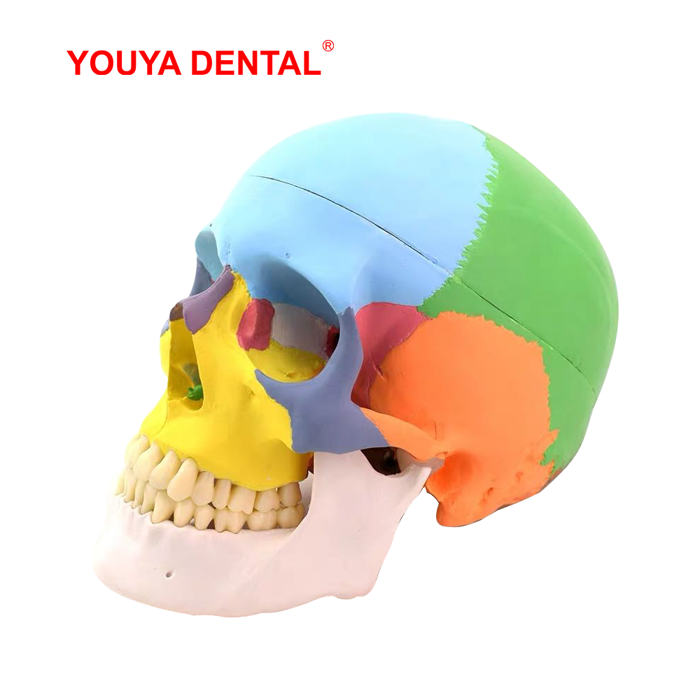 Model anatomiczny czaszki natu – 3D Printing Orthodontics recenzja i cena