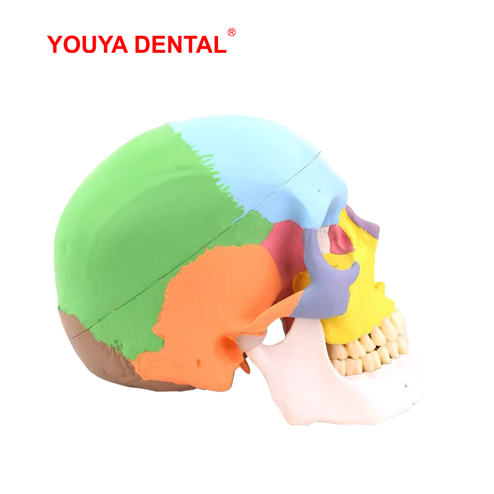 Model anatomiczny czaszki natu – 3D Printing Orthodontics recenzja i cena