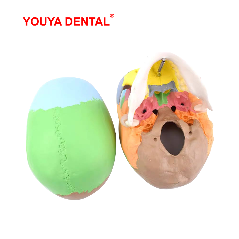 Model anatomiczny czaszki natu – 3D Printing Orthodontics recenzja i cena