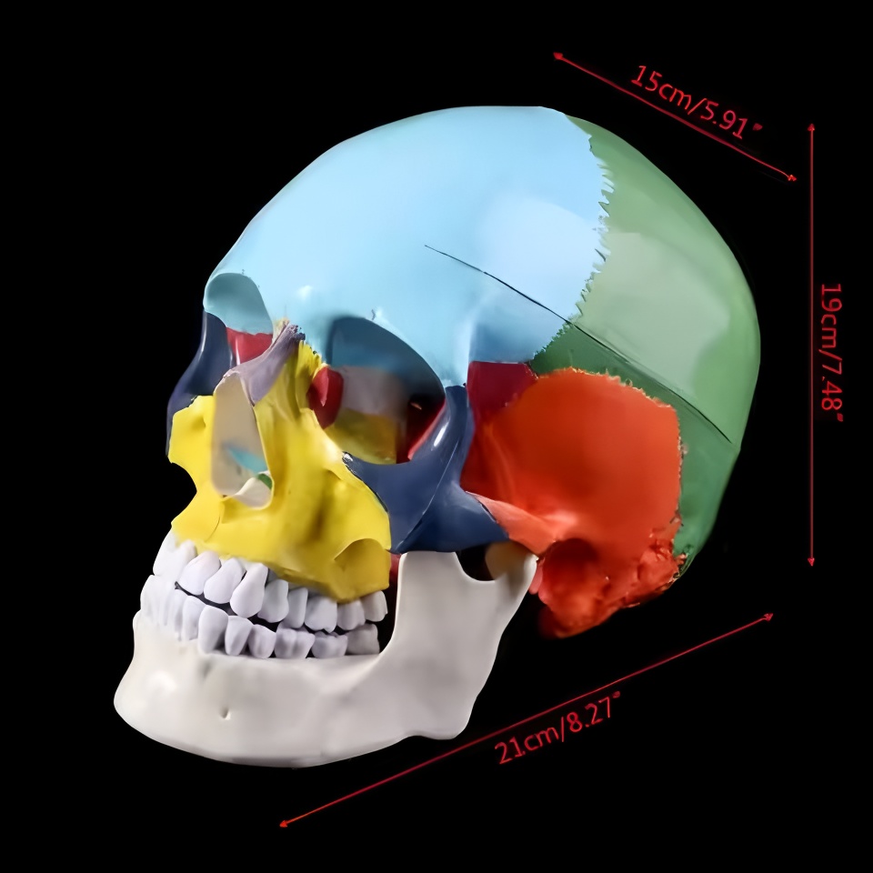 Model czaszki dentystycznej an – 3D Printing Orthodontics recenzja i cena