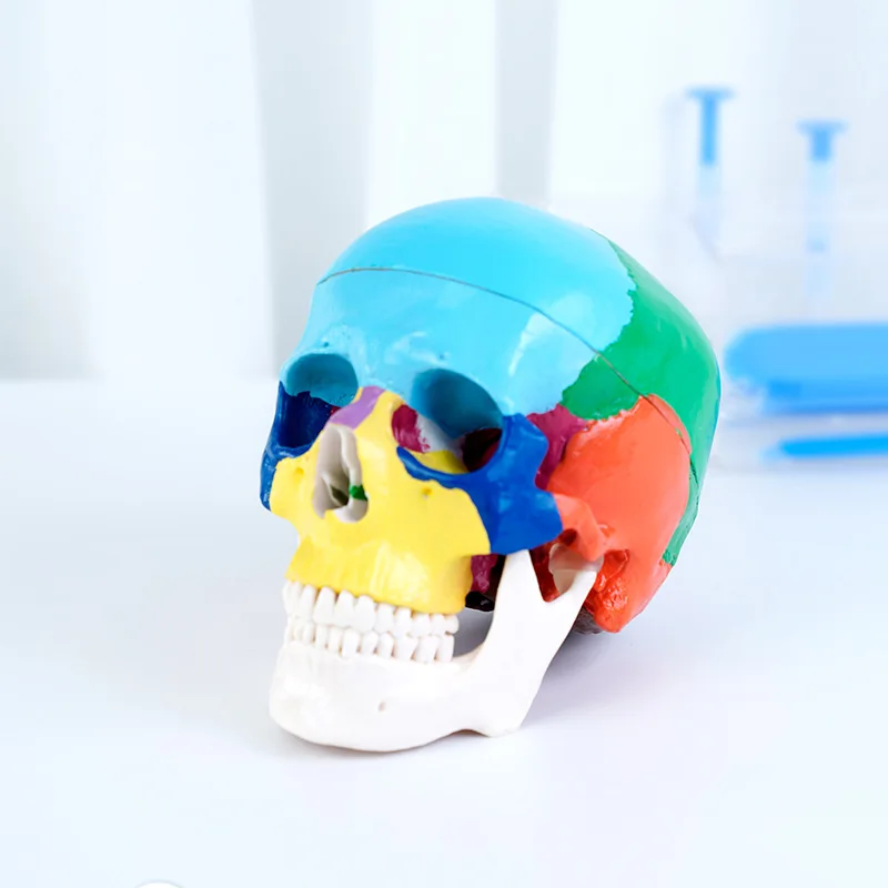 Model czaszki dentystycznej an – 3D Printing Orthodontics recenzja i cena