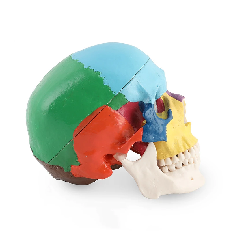 Model czaszki dentystycznej an – 3D Printing Orthodontics recenzja i cena